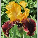 Iris hort. Peking Summer