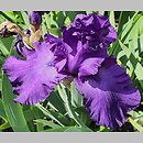 Iris hort. Navy Strut