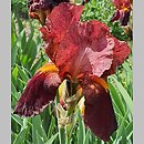 Iris hort. Pacemaker