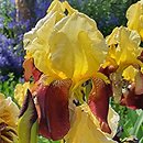 Iris hort. Accent