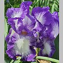 Iris hort. Rococo