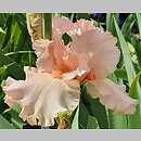 Iris hort. Paradise