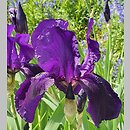 Iris hort. Sierra Skies