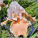 Iris hort. Magharee
