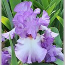 Iris hort. Fleurtation
