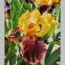 Iris hort. Fiery Chariot