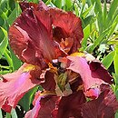 Iris hort. Royal Tapestry