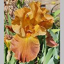 Iris hort. Burning Desire
