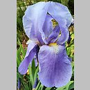 Iris hort. Blue Rhythm