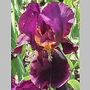 Iris hort. Ali Baba