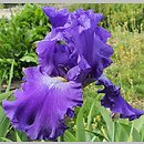 Iris hort. St. Louis Blues