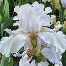 Iris hort. White Extra