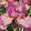 Iris hort. Believe in Magic