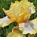 Iris hort. Canary Feathers