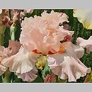 Iris hort. Venus in Pink