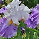 Iris hort. Sweet Serenity