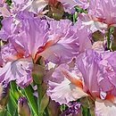 Iris hort. Hyperspace