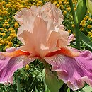 Iris hort. Fuzzy Wuzzy Rocket