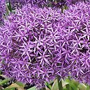 Allium hort. Gladiator