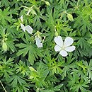 Geranium sanguineum Album