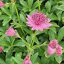 Astrantia major Venice