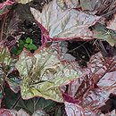 Heuchera Cascade Dawn