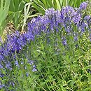 Veronica teucrium Königsblau