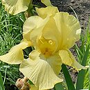 Iris hort. Green Quest