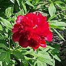 Paeonia lactiflora Red Charm