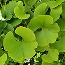 Ginkgo biloba Mariken
