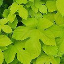Humulus lupulus Aureus