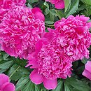 Paeonia lactiflora Prof. Wóycicki