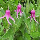 Clematis Hanajima