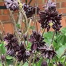Aquilegia vulgaris Black Barlow