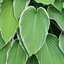 Hosta Frosted Jade
