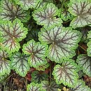 Heuchera americana Dale's Strain