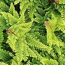 Polystichum setiferum Wollastonii