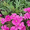 Verbena peruviana (werbena peruwiańska)