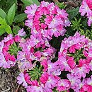 Verbena ×hybrida Lanai Twister Pink