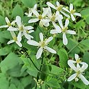 Clematis jubata (powojnik grzywiasty)