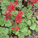 Heuchera sanguinea Ruby Bells