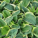 Hosta Fragrant Bouquet