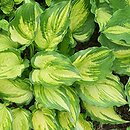 Hosta Lakeside Paisley Print