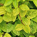 Lonicera japonica Aureoreticulata