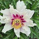 Paeonia lactiflora Cora Louise