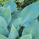 Hosta Blue Diamond