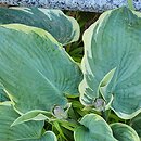 Hosta Knockout