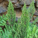 Osmunda regalis Purpurascens