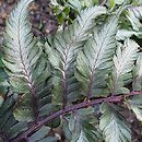 Athyrium niponicum Metallicum Red Beauty