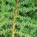 Polystichum setiferum Lineare